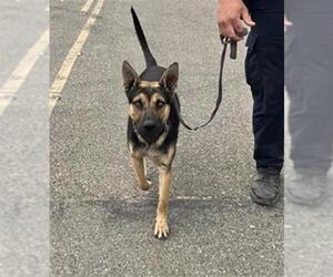 German Shepherd Dog Dogs for adoption in Stockton, CA, USA