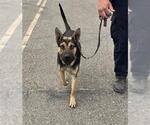 Small German Shepherd Dog