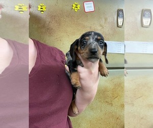 Dachshund Puppy for sale in ATHENS, TX, USA