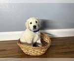 Small Photo #2 Golden Retriever Puppy For Sale in SIOUX FALLS, SD, USA