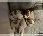 Small #6 Cavalier King Charles Spaniel