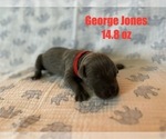 Puppy George Jones Great Dane