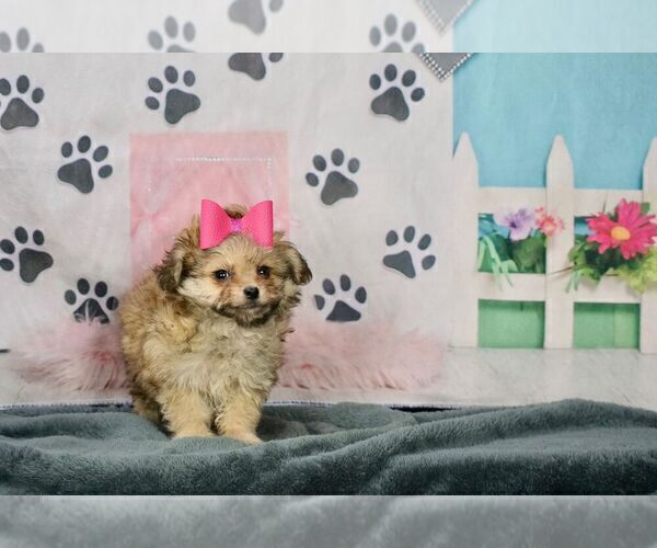 Medium Photo #2 Pom-A-Poo-Poodle (Toy) Mix Puppy For Sale in WARSAW, IN, USA