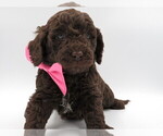 Small Photo #3 Goldendoodle-Poodle (Miniature) Mix Puppy For Sale in TELLICO PLAINS, TN, USA