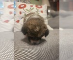 Small #28 Maltipom