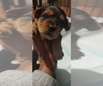 Small #3 Yorkshire Terrier