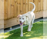 Small #5 Labrador Retriever Mix