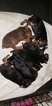 Small Photo #3 Doberman Pinscher Puppy For Sale in INWOOD, IN, USA