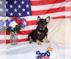 French Bulldog Puppy for sale in MURRIETA, CA, USA