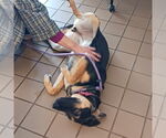 Small #2 German Shepherd Dog