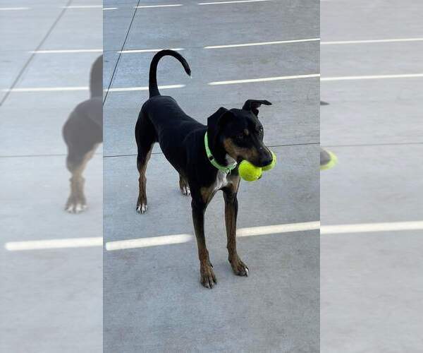 Medium Photo #8 German Pinscher-Unknown Mix Puppy For Sale in Vail, AZ, USA