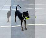 Small #7 German Pinscher Mix