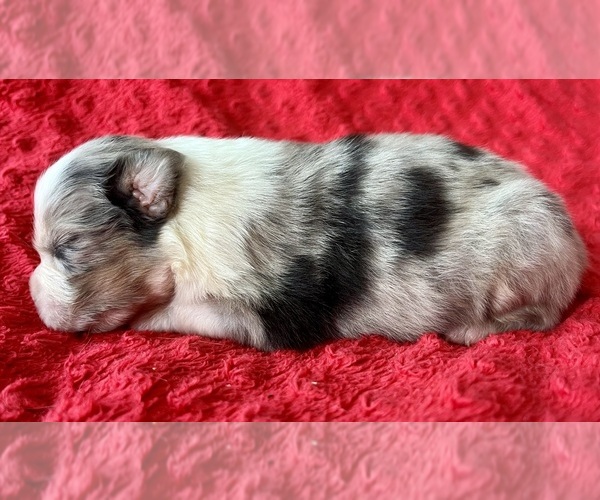 Medium Photo #7 Australian Shepherd Puppy For Sale in LODA, IL, USA