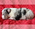 Small #6 Australian Shepherd