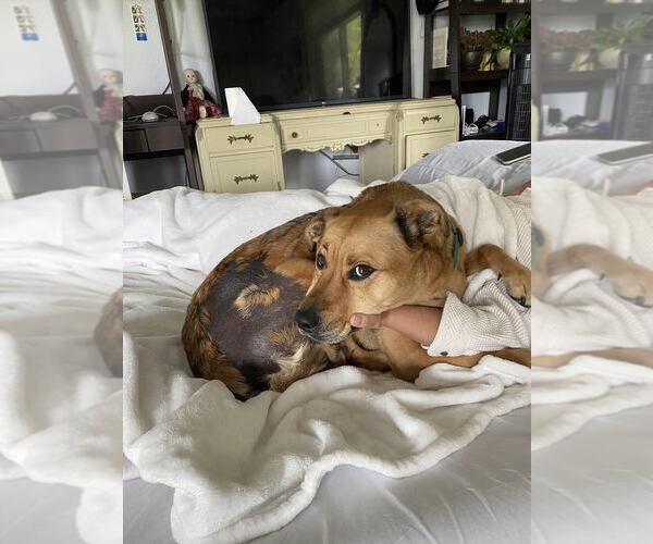 Medium Photo #1  Puppy For Sale in , 