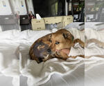 Small Photo #1  Puppy For Sale in , 