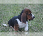 Small Photo #53 Basset Hound Puppy For Sale in MEMPHIS, MO, USA