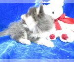 Small Photo #5 Pomeranian Puppy For Sale in NORWOOD, MO, USA