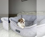Small #7 Shih Tzu