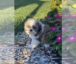 Small #4 Shih Tzu