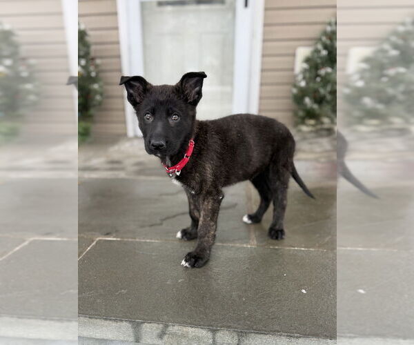 Medium Photo #2 Shepradors Puppy For Sale in Brewster, NY, USA