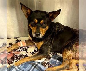 Mutt Dogs for adoption in Rosenberg, TX, USA