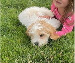 Small #3 Cavalier King Charles Spaniel