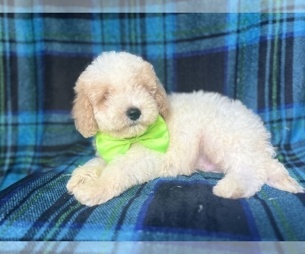 Medium Photo #4 Cock-A-Poo Puppy For Sale in LAKELAND, FL, USA