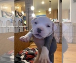 Small Photo #7 American Pit Bull Terrier Puppy For Sale in LAKEWOOD, CO, USA