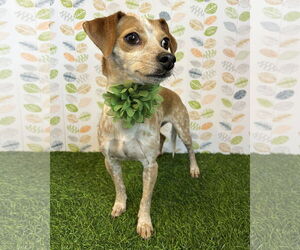 Chiweenie Dogs for adoption in Corona, CA, USA