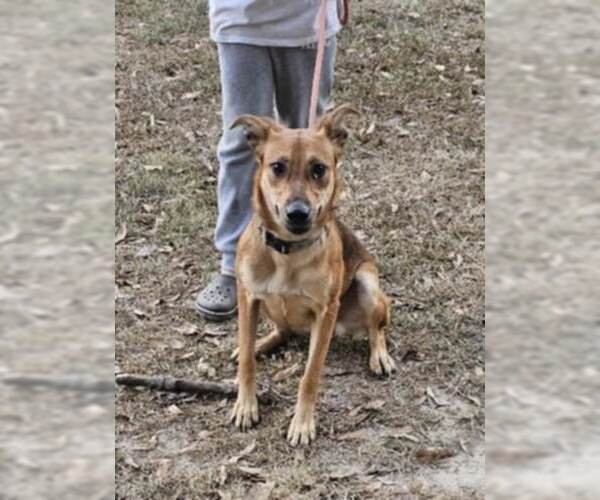 Medium Photo #5 Rat Terrier-Unknown Mix Puppy For Sale in Oakhurst, NJ, USA