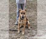 Small #4 Rat Terrier Mix