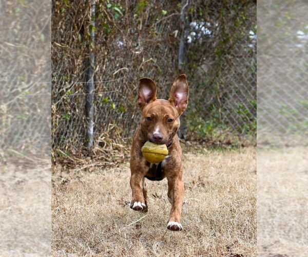 Medium Photo #4 Mutt Puppy For Sale in Glen Allen, VA, USA