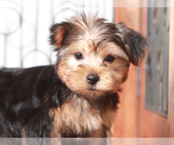 Medium Photo #2 Yorkshire Terrier Puppy For Sale in NAPLES, FL, USA