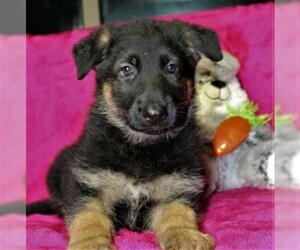 German Shepherd Dog Puppy for sale in OCALA, FL, USA