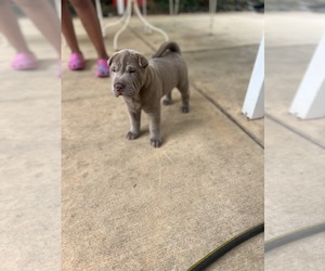 Chinese Shar-Pei Puppy for sale in HAGERSTOWN, MD, USA