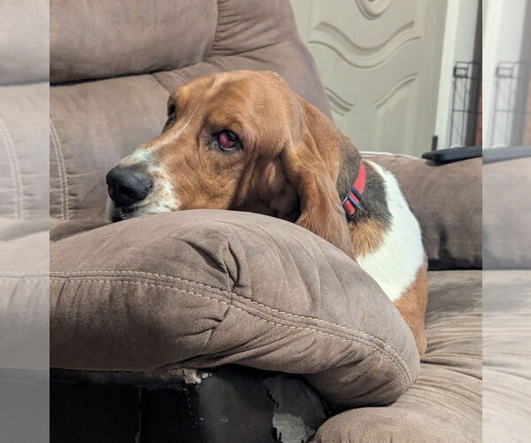 Medium Photo #3 Basset Hound Puppy For Sale in Brookville, OH, USA