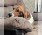 Small #2 Basset Hound