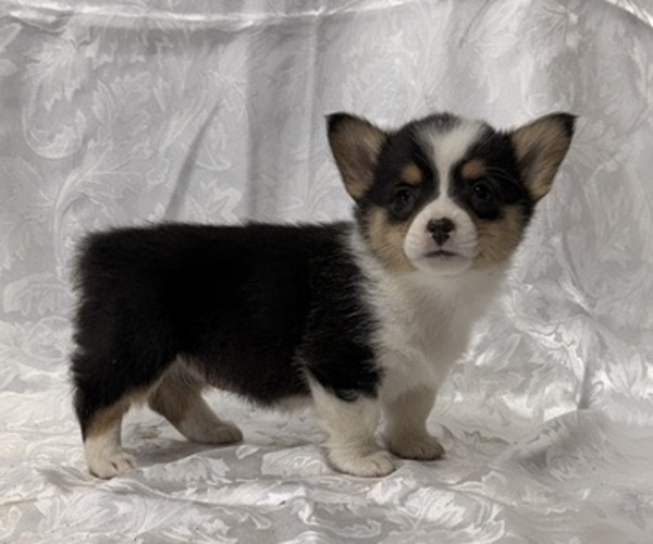 Medium Photo #3 Pembroke Welsh Corgi Puppy For Sale in STANLEY, WI, USA