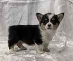 Small #2 Pembroke Welsh Corgi