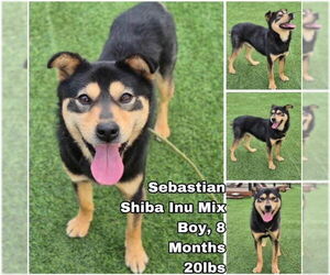 Shiba Inu-Unknown Mix Dogs for adoption in Seattle, WA, USA