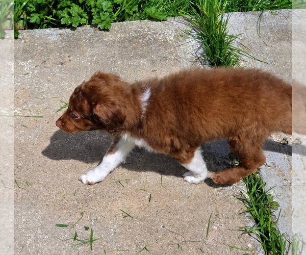 Medium Photo #2 Aussiedoodle Miniature  Puppy For Sale in Arlington, WA, USA