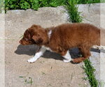 Small #1 Aussiedoodle Miniature 