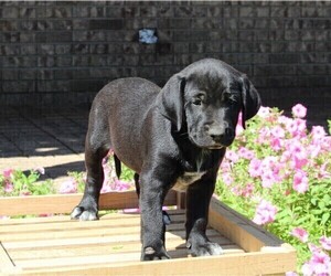 Dalmatian-English Cream Golden Retriever Mix Puppy for sale in FREDERICKSBURG, OH, USA