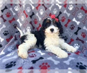 Cavapoo Puppy for sale in LAKELAND, FL, USA