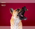 Small #17 German Shepherd Dog Mix