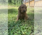 Small Photo #9 Goldendoodle Puppy For Sale in PICKENS, SC, USA