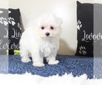Small #2 Maltese