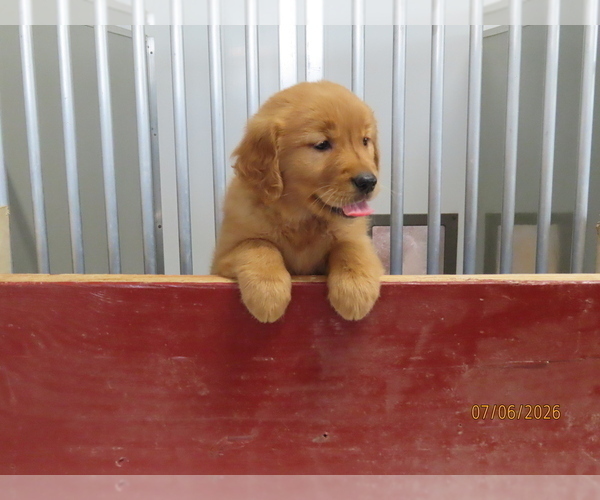 Medium Photo #2 Golden Retriever Puppy For Sale in THORP, WI, USA