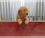 Small #1 Golden Retriever